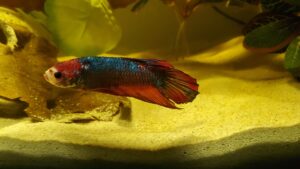 How to recognize and help a stressed Betta. - USBetta